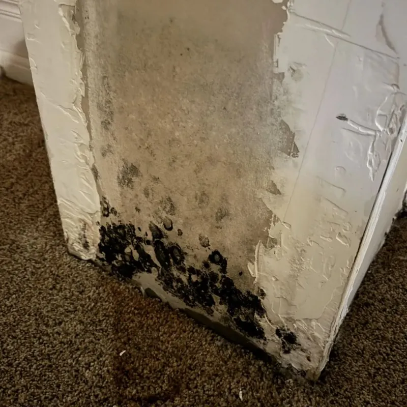 Professional Mold Removal in Franklinville, NY